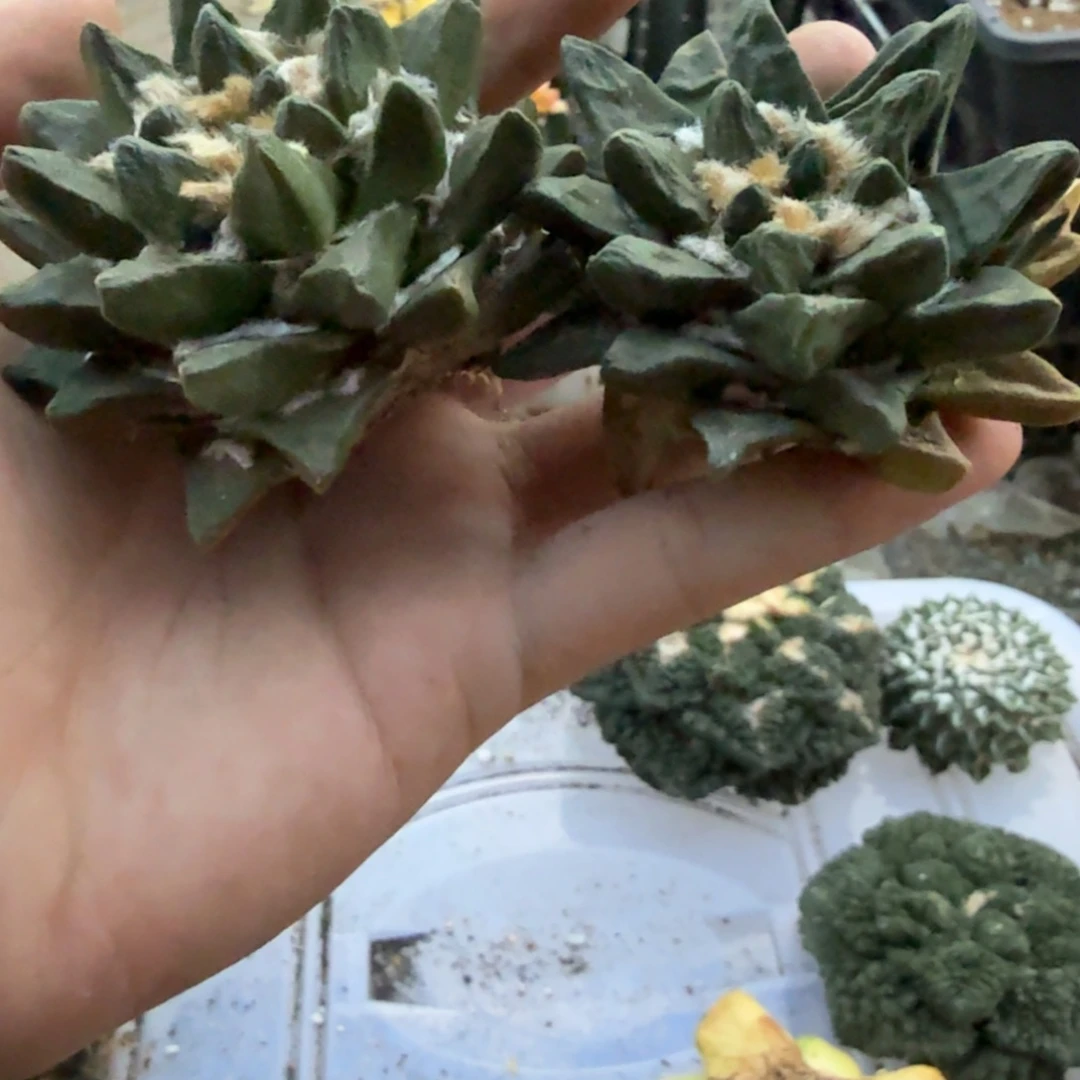 j***a仙人球开花一个福利品