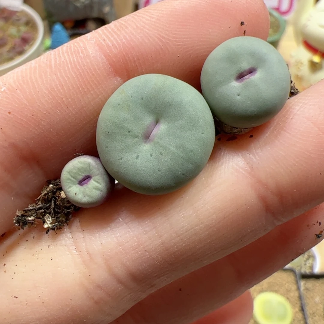 【闪购商品】H*287 红嘴