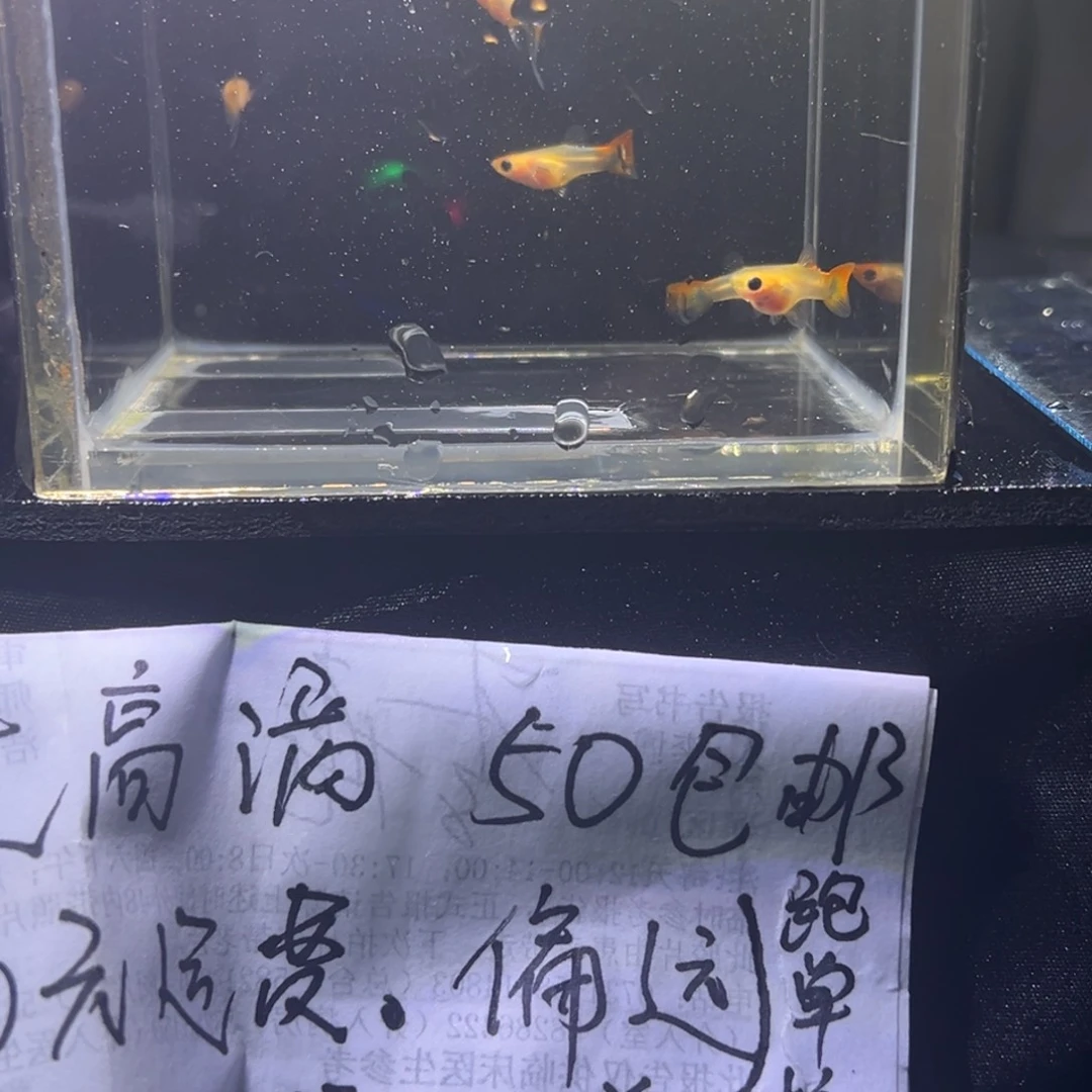 孔雀鱼深海蓝玻璃猫32