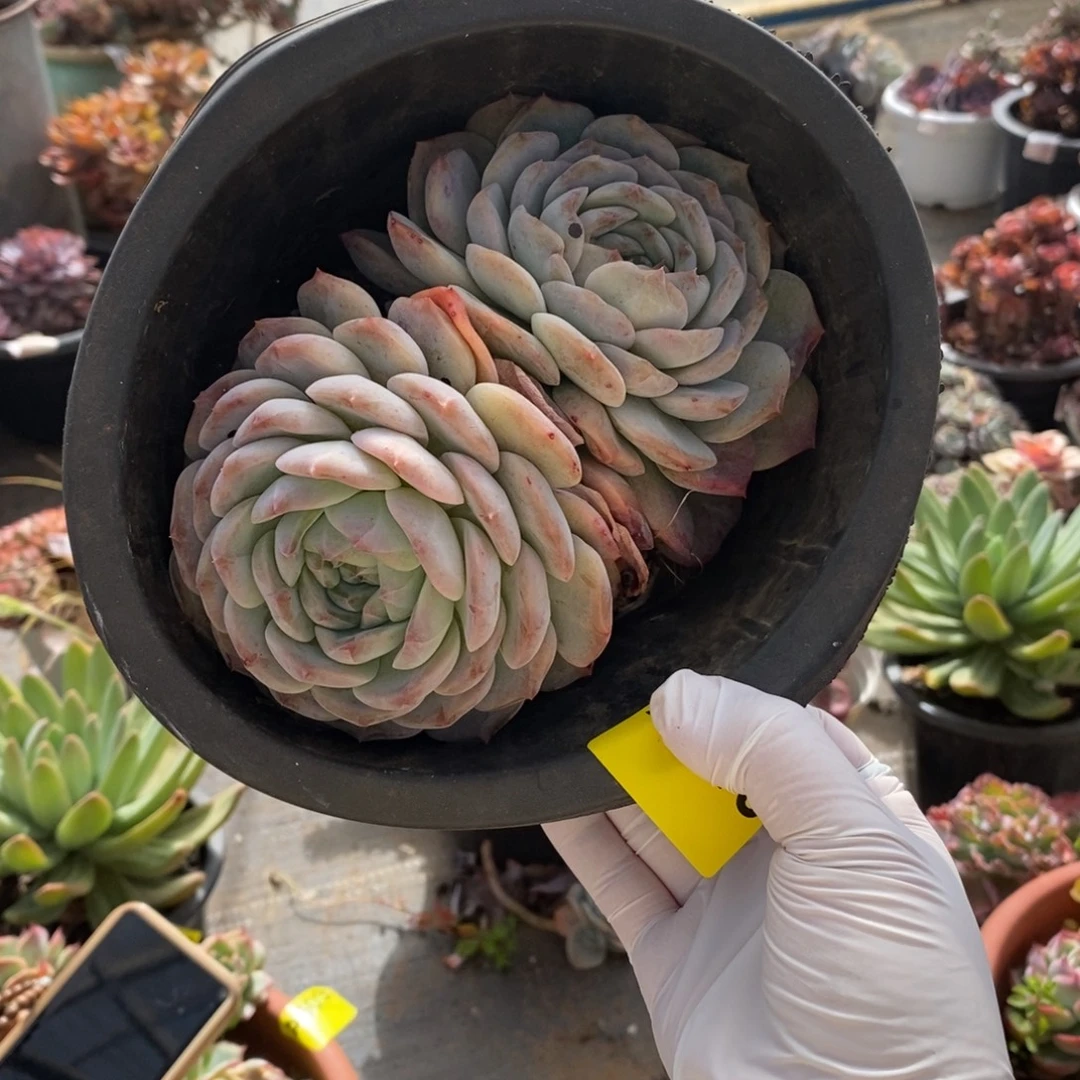 610冰橙老桩一物一拍