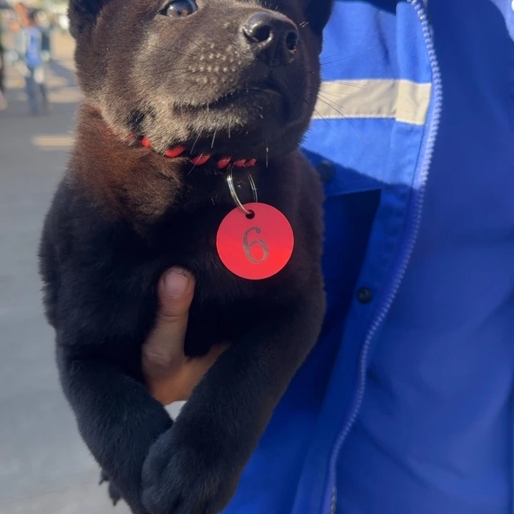 中华田园犬小黑狗母的