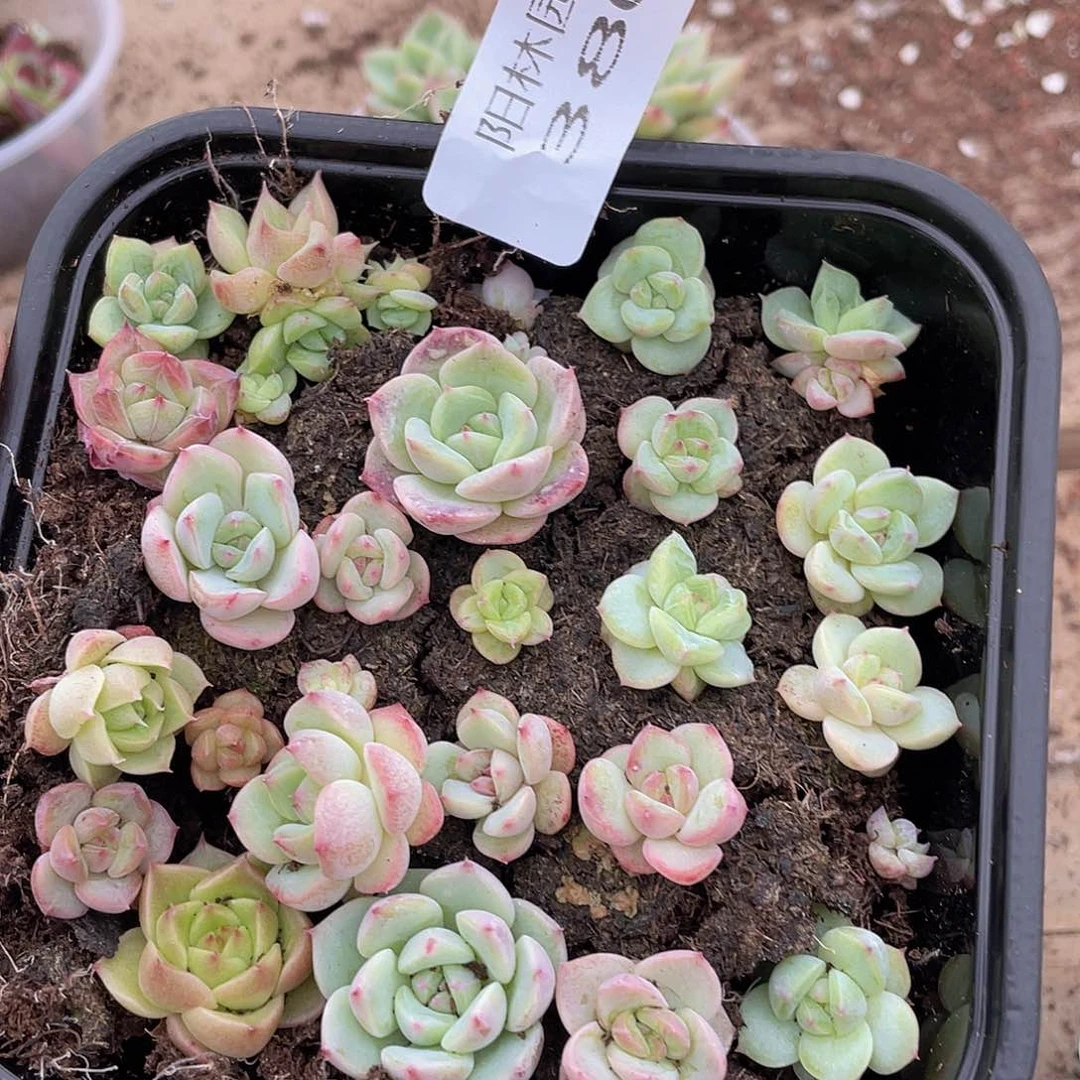 一**猬多肉植物多肉植物380