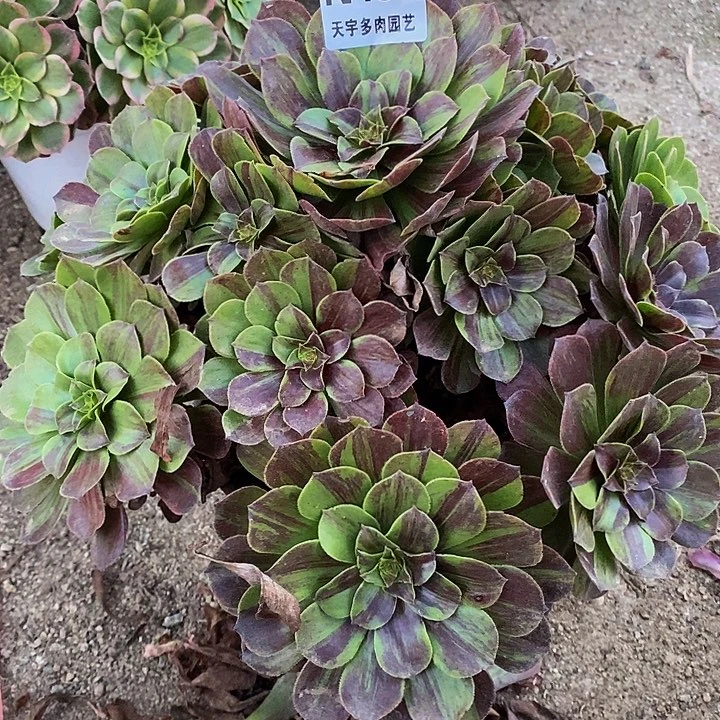 多肉植物花月夜457多肉