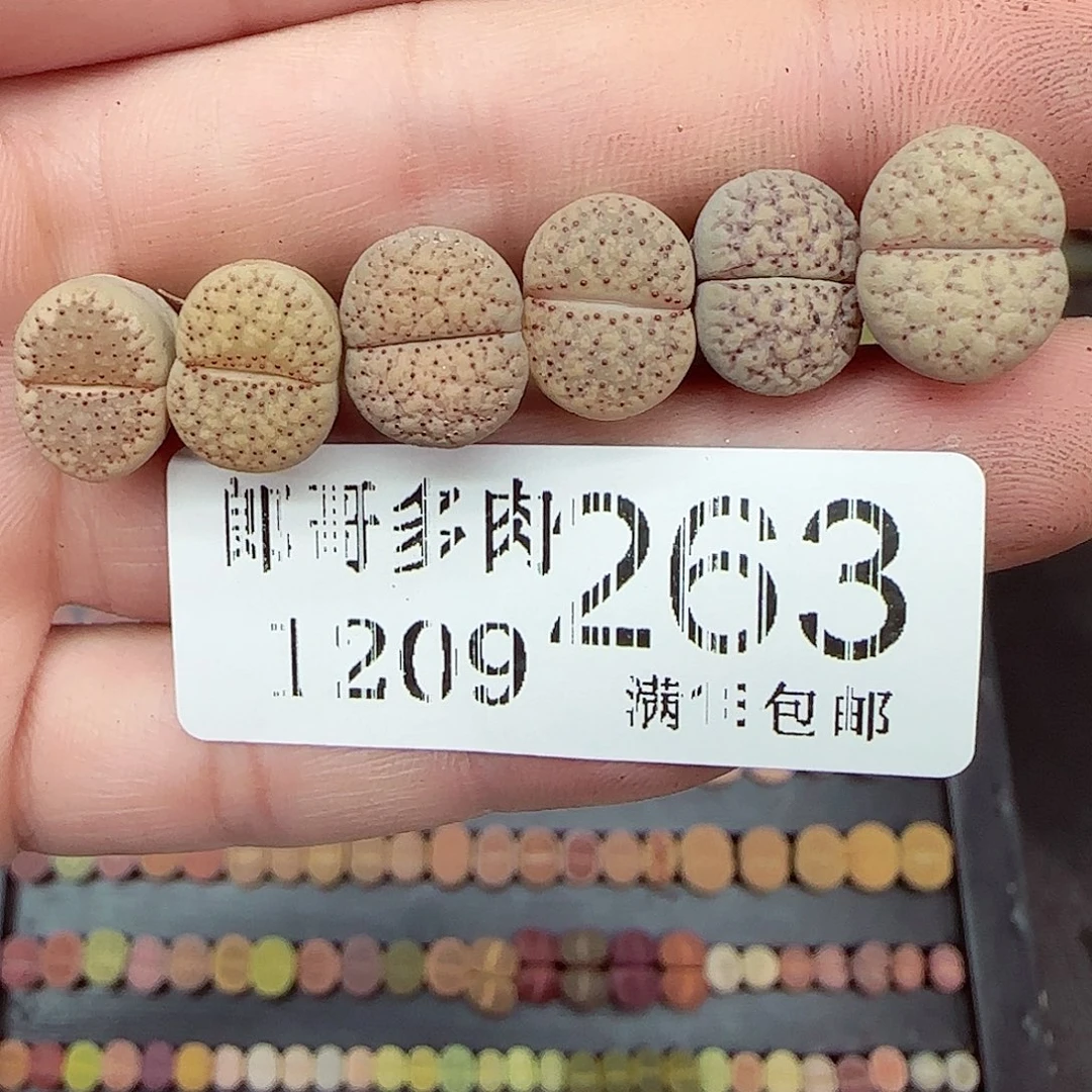 满满18包邮1209-263