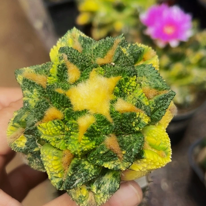 无花朵超散班花锦螺旋大尤龟甲辛顿牡丹601