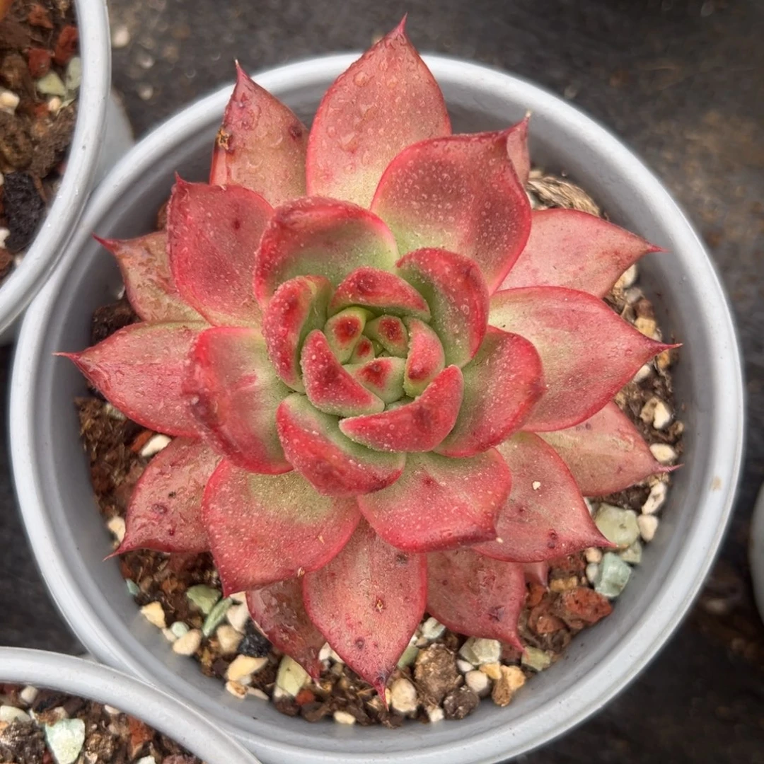 多肉植物一物一拍（03号）