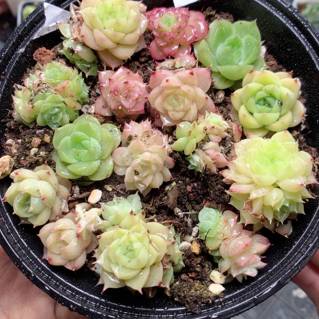无花朵S40y y y y y y y y y y y