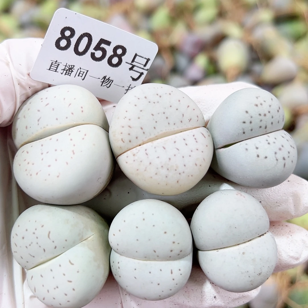 8058四年大白6个2.5-3cm个别长腿老疤特价