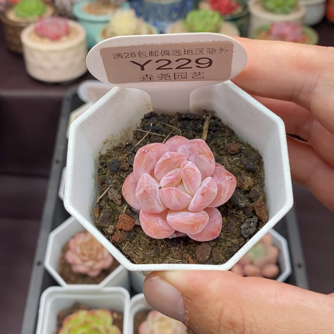 0229 冰橙单头 3.5cm