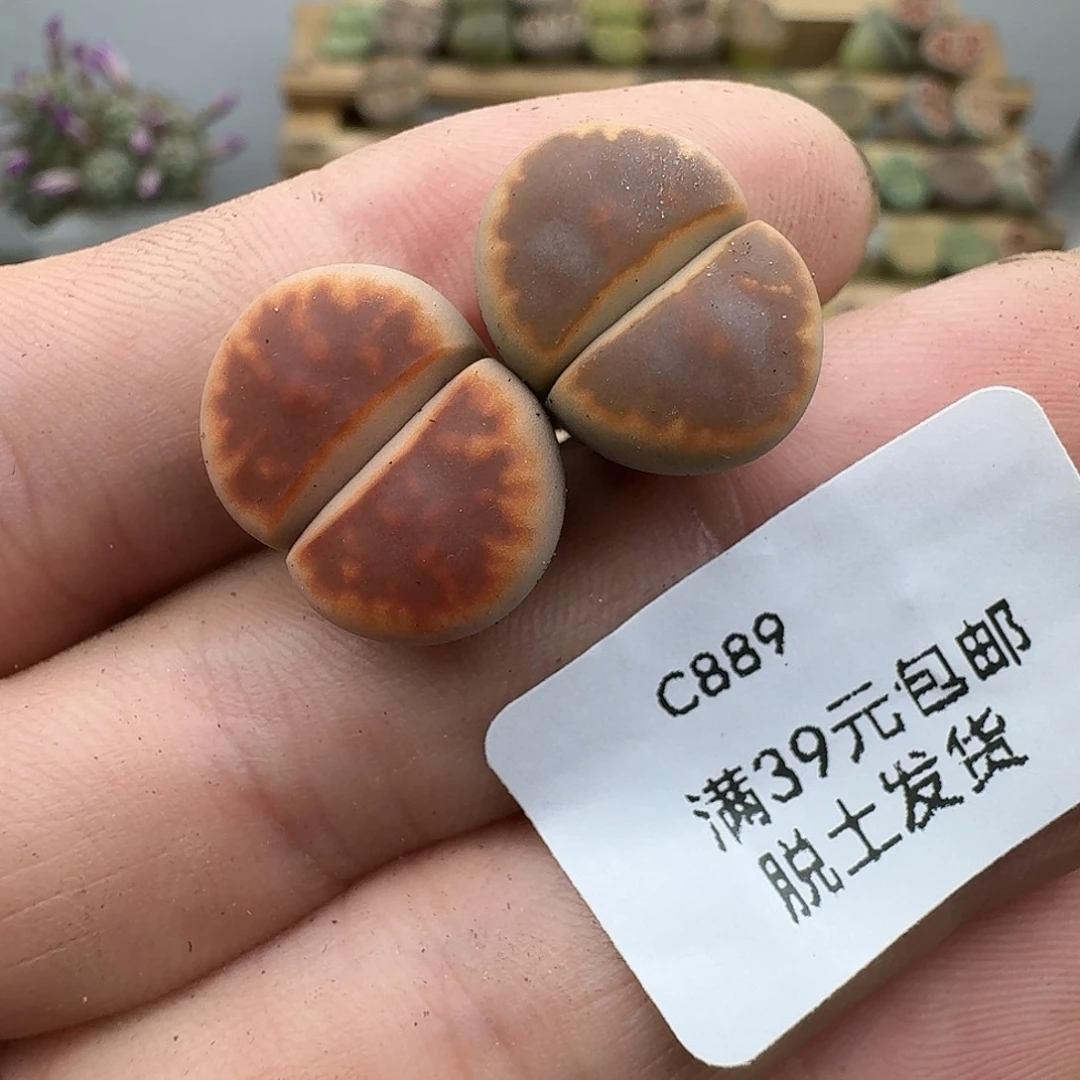 889多肉哈哈哈哈哈哈哈