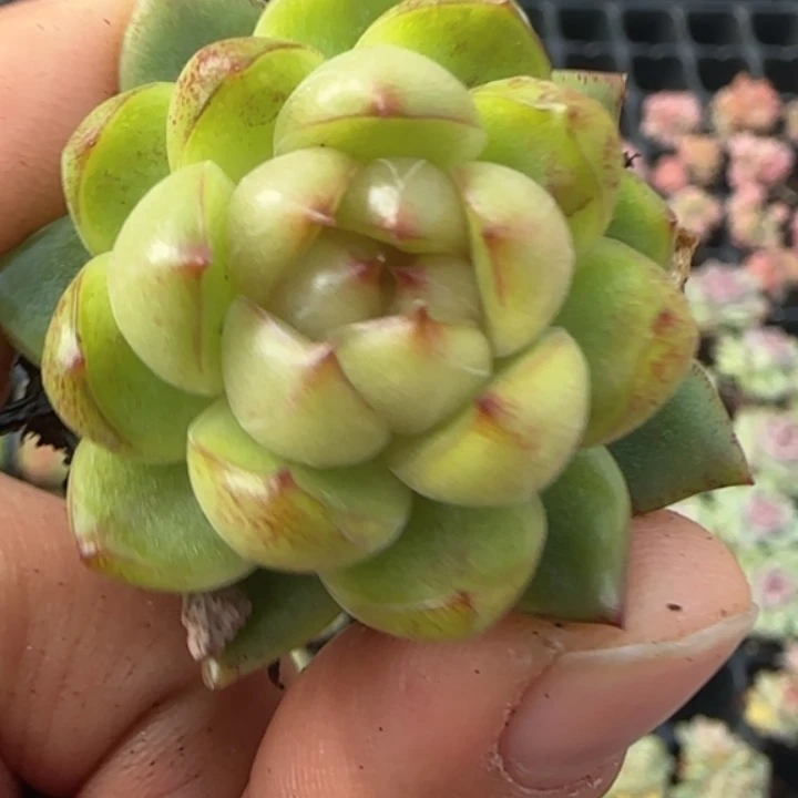 皮埃拉珍妮  加库存