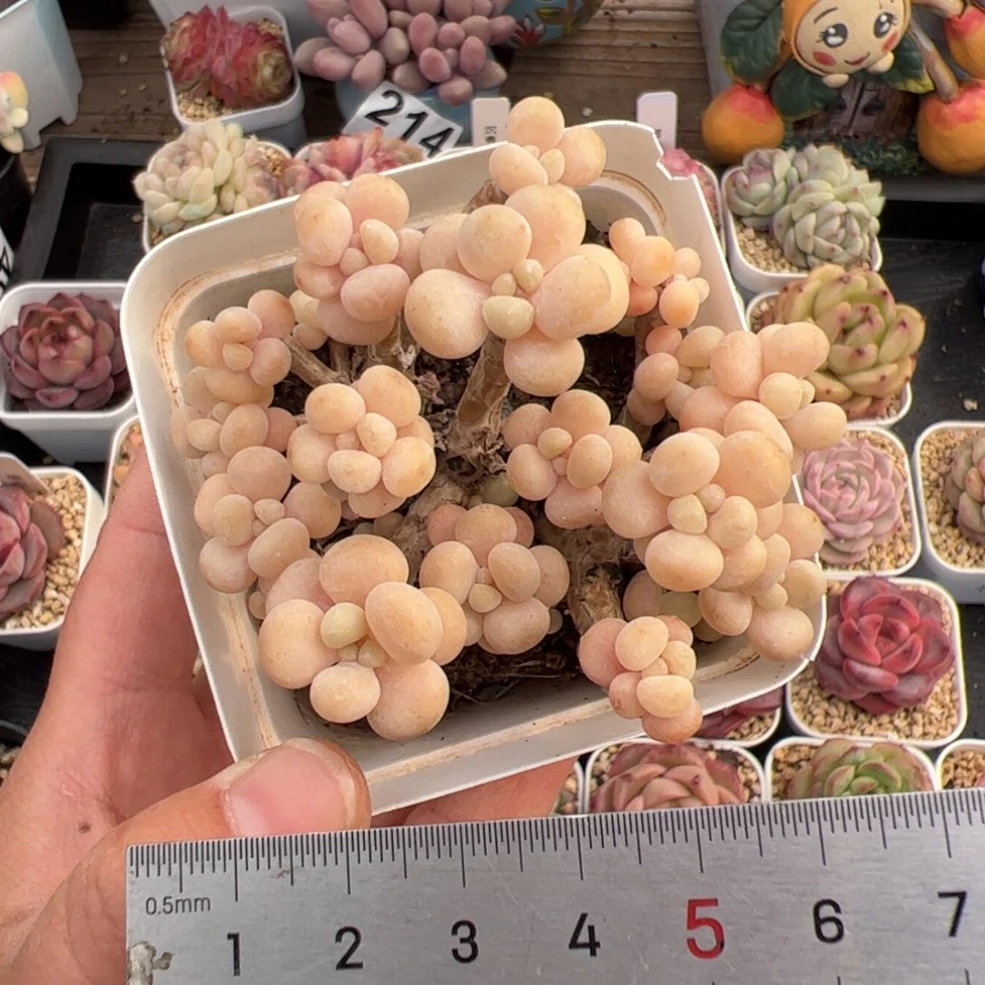 088 多肉植物组合盆栽