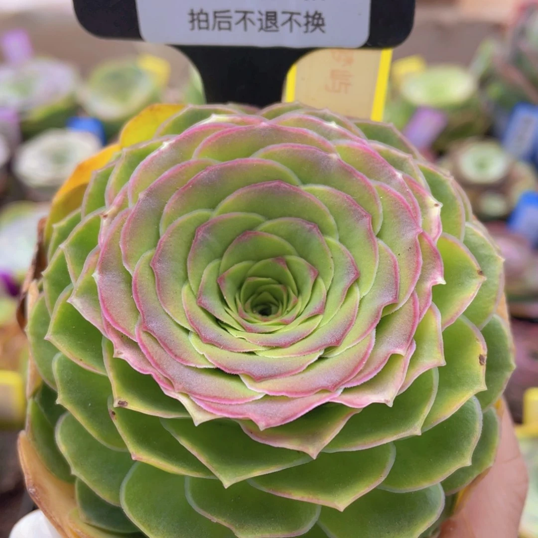 半*桃梦屿玫瑰一物一拍550