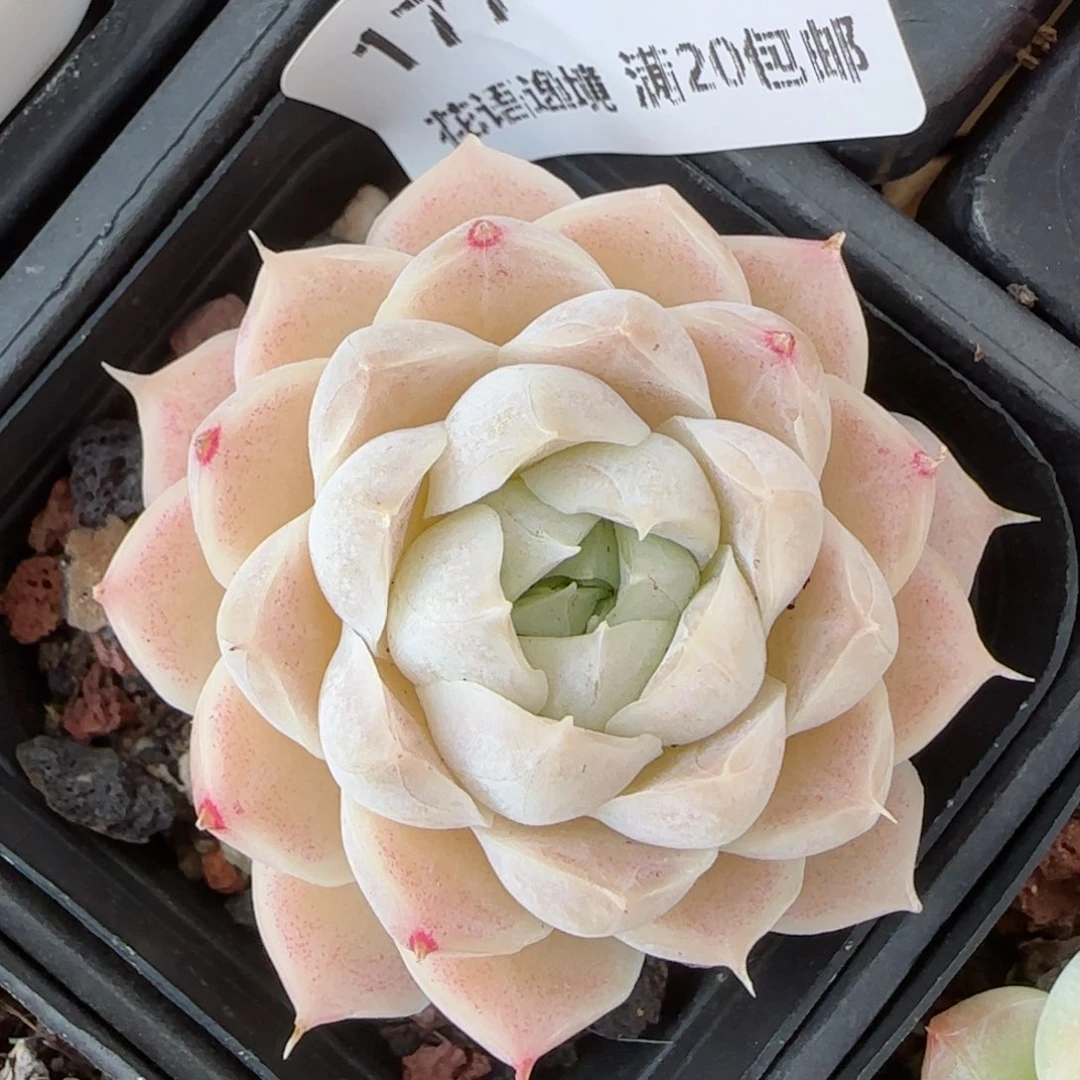 花语逸境0213-177