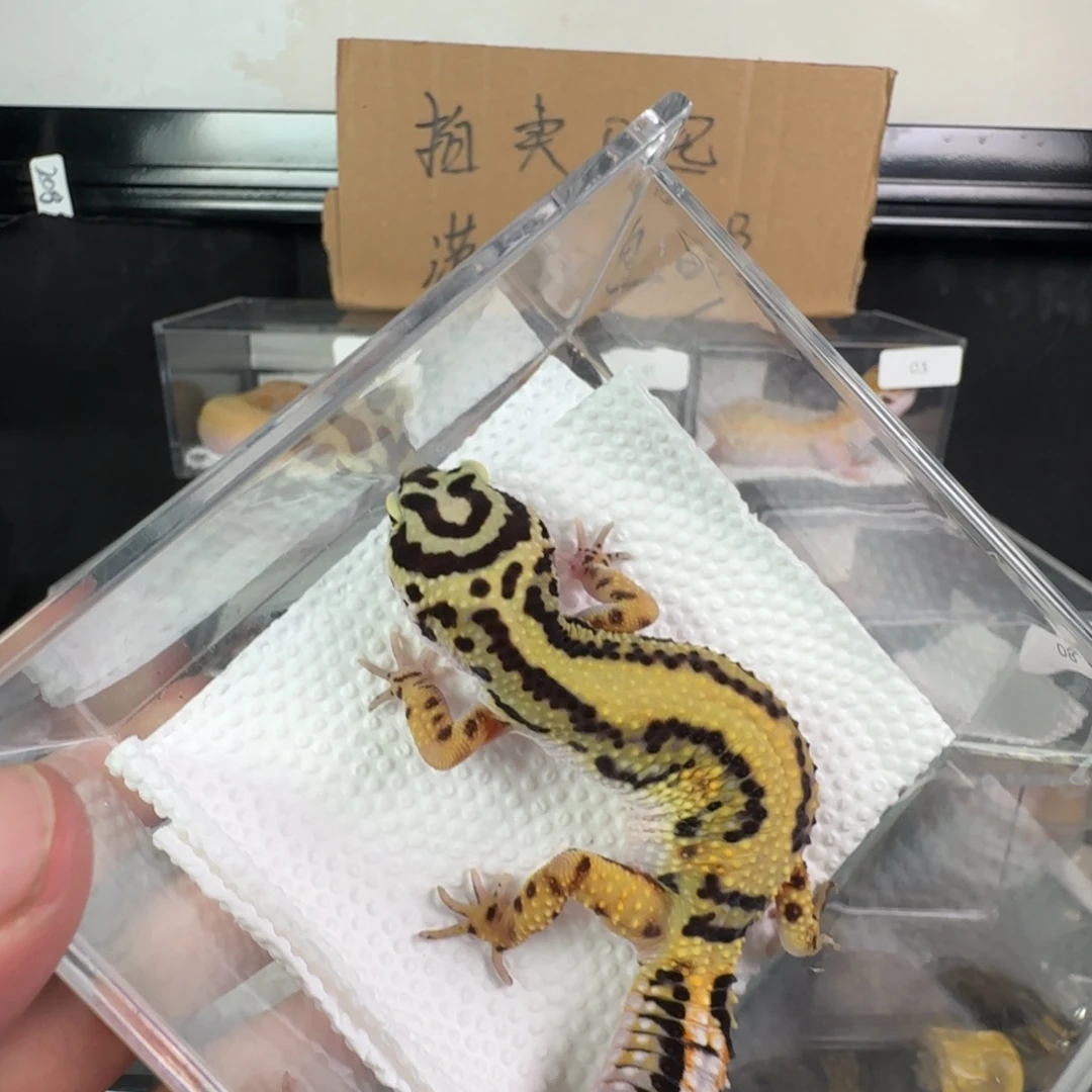 豹纹守宫土匪妹妹