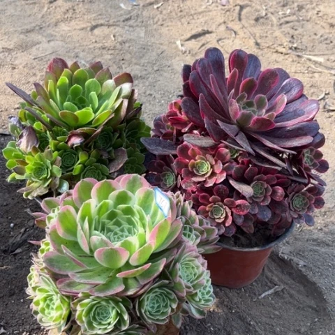 768多肉植物组合