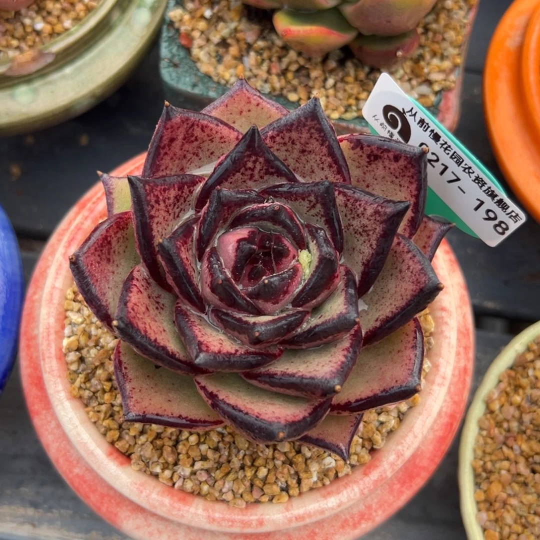 多肉一物一拍0217-198