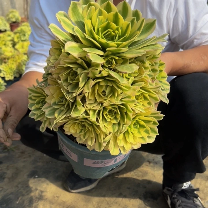 25.8金丝翡翠一棵