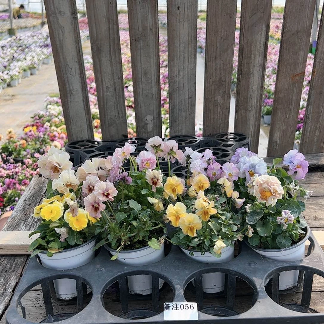 【闪购商品】056号