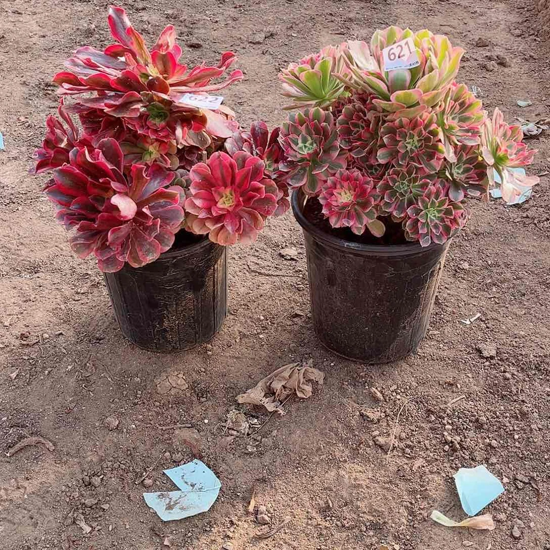 无花朵多肉植物组合622