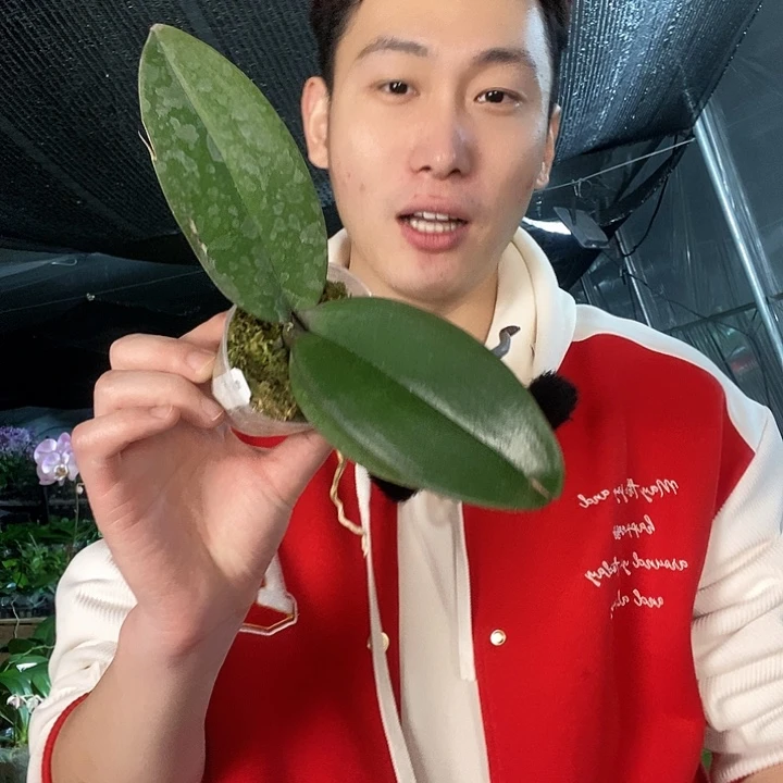 无花朵水蜜桃福利