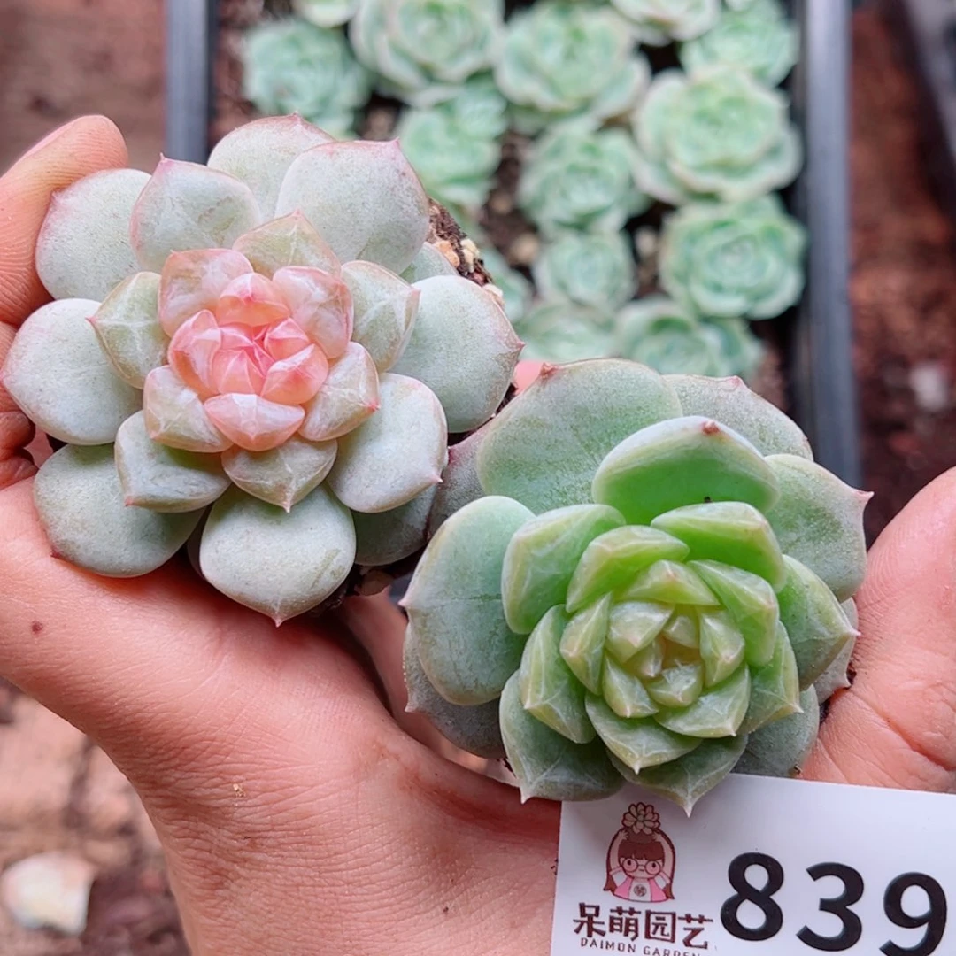 多肉植物多肉植物
