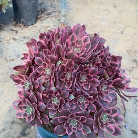 浣纱多肉植物091