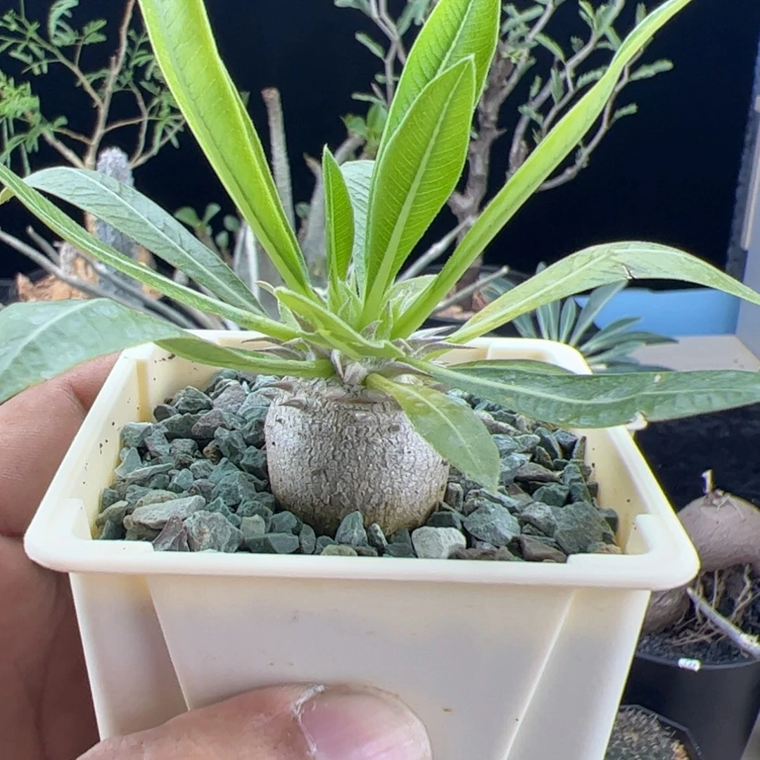 惠比大黑一物一拍带盆发