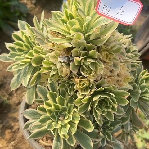 多肉植物金丝157