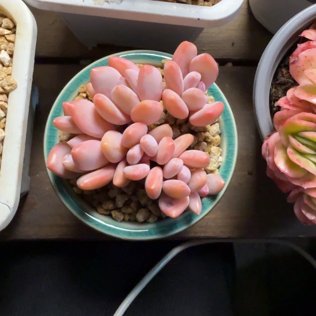 珍舞奶酪44444444444444