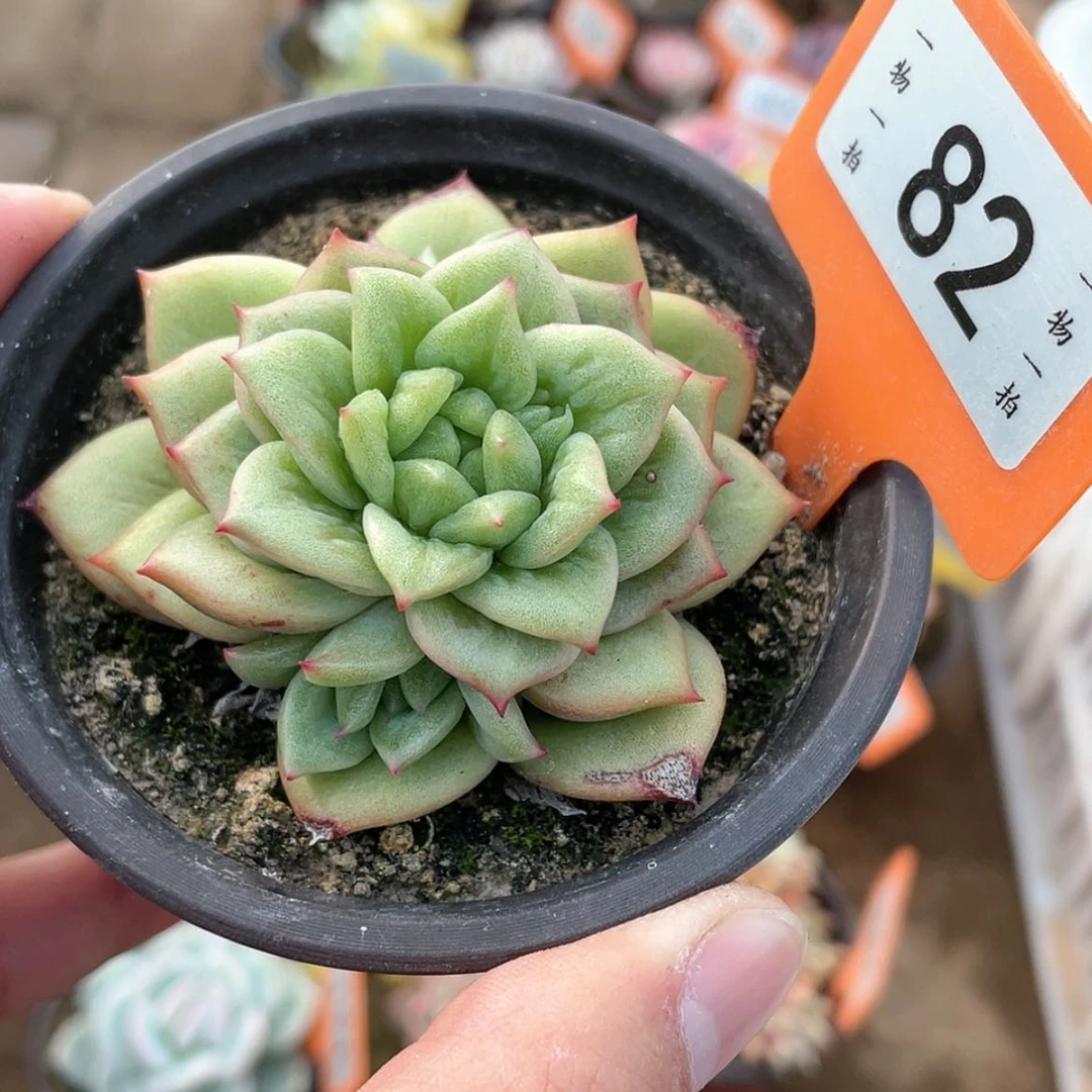 【闪购商品】82号的