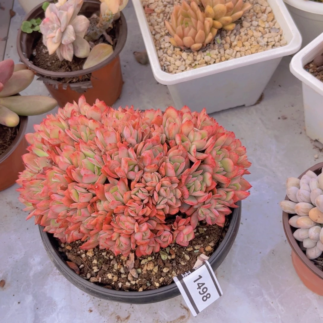 绮罗缀多肉植物1498