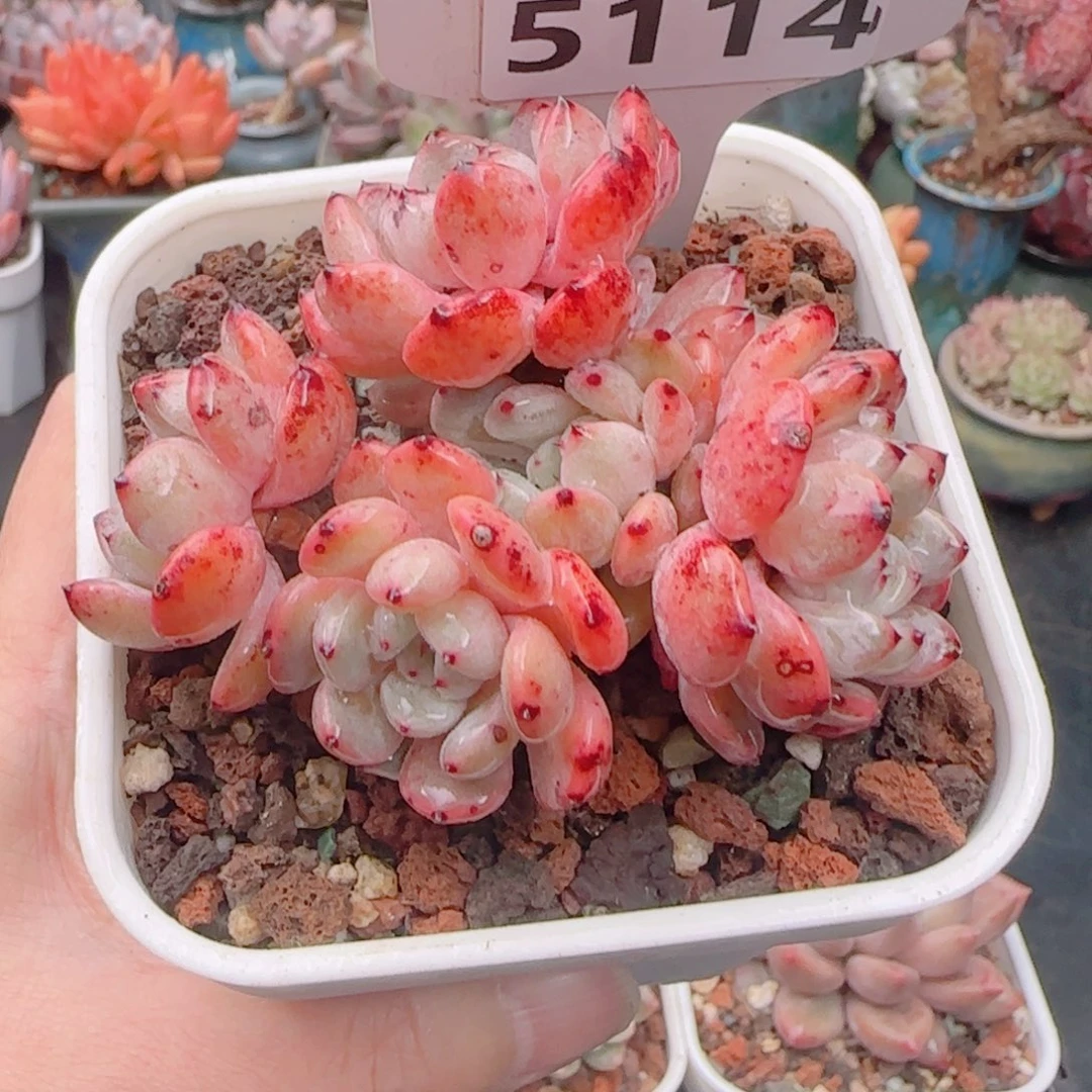 多肉植物5114……………..