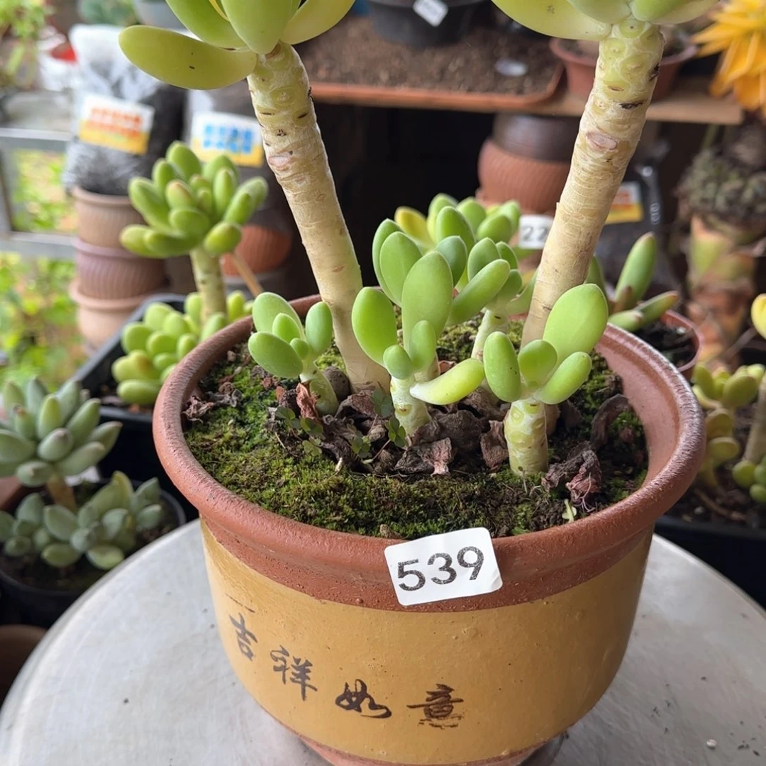 539号 一屋子撒娇 一物一拍