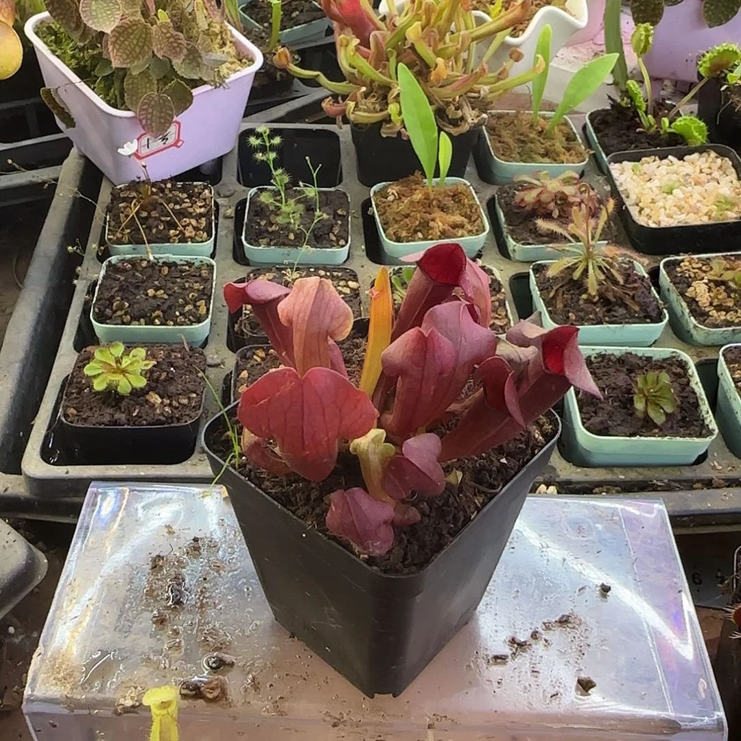 完全开放查尔逊瓶子草