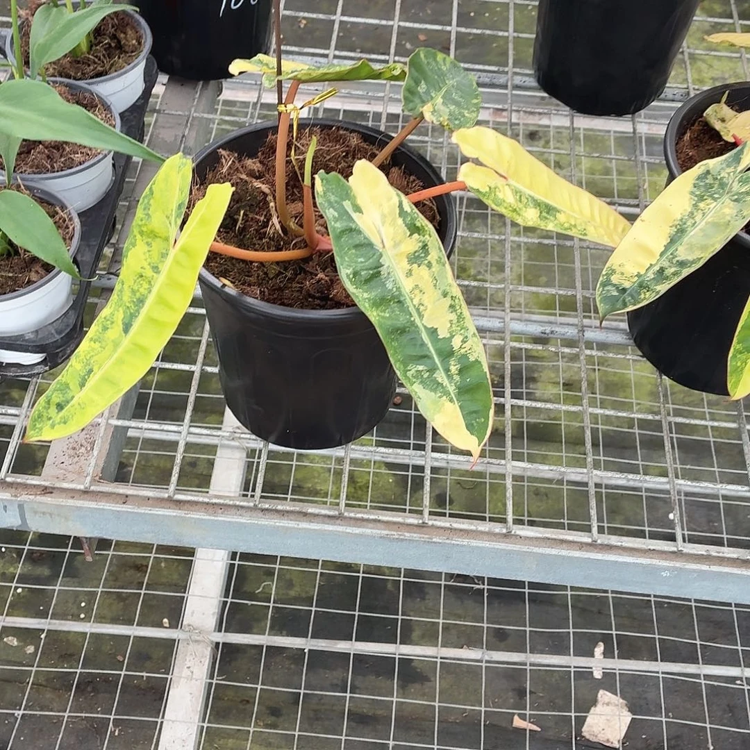 完全开放橙炳锦一物一拍专用