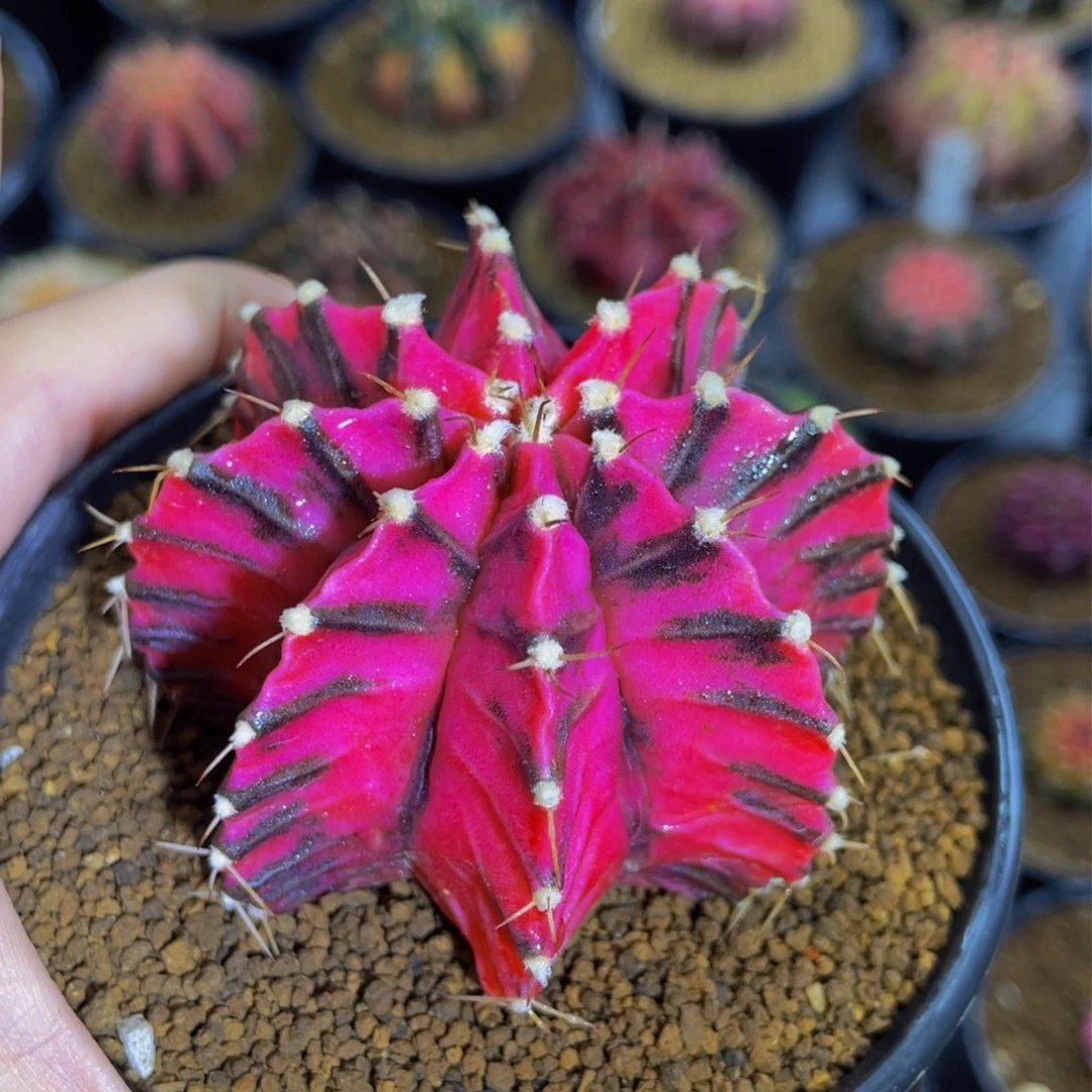 米哈星球0000000000607