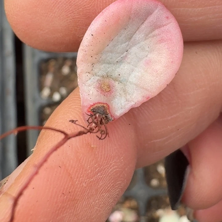 冰玉叶片一物一拍42