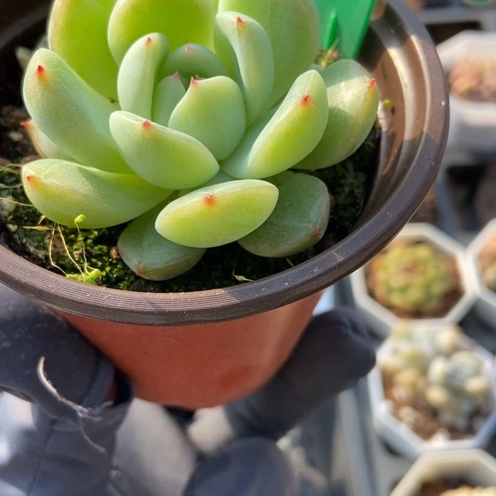 817雪花珍妮多肉植物