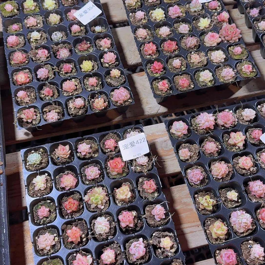 超级小超级小景天35颗