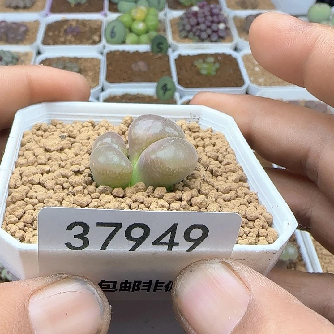 帽*哈哈哈哈哈37949