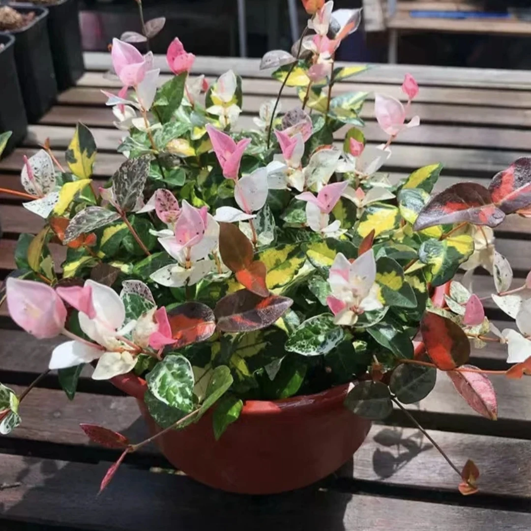 花叶络石彩叶植物室外阳台植物耐寒耐旱庭院造景好养易活