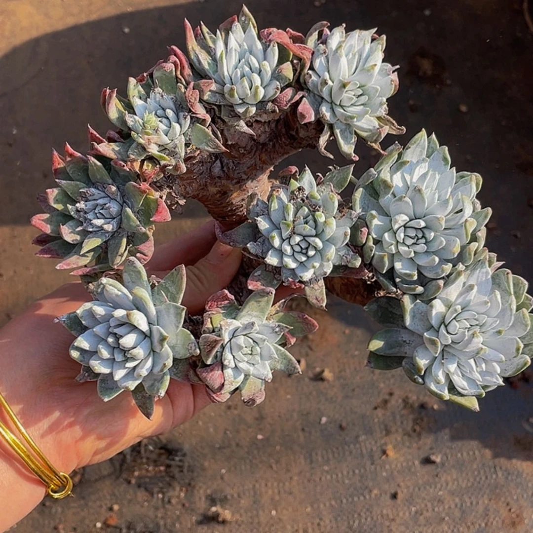 【闪购商品】白菊苹果叶微瑕疵