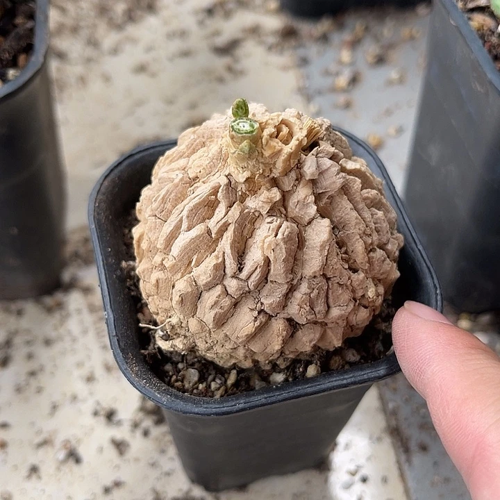 无花朵实生白皮龟甲罗摩