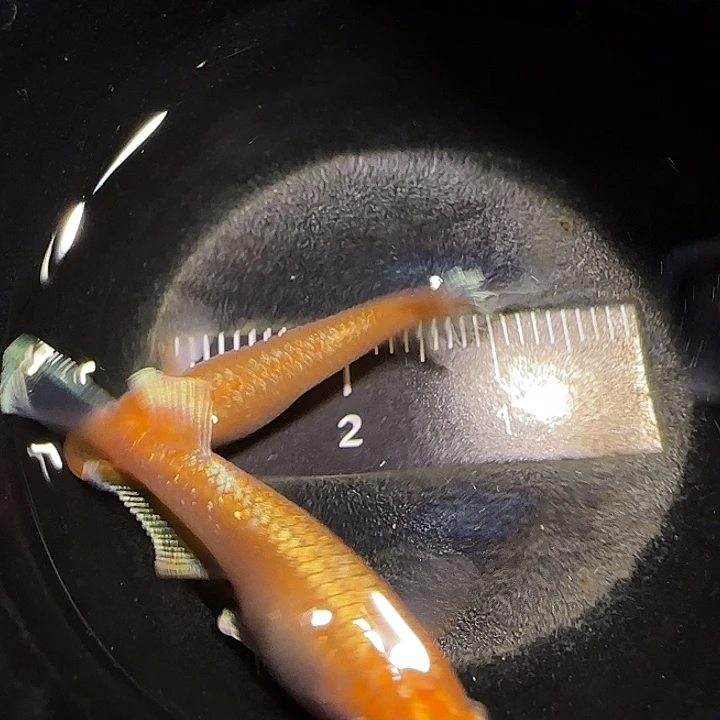 青鳉鱼观背青鱂一物一拍604