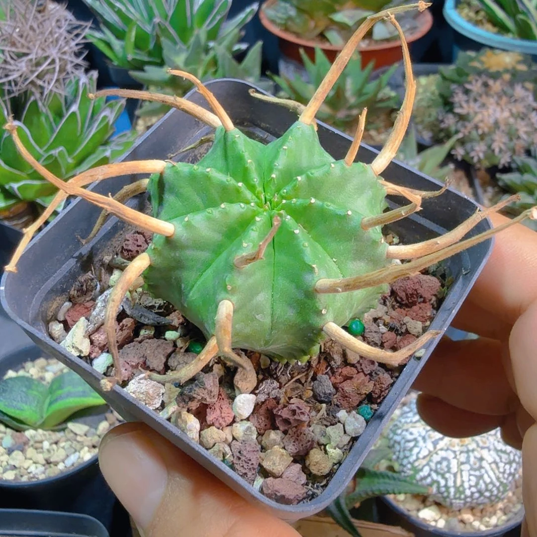 多肉植物法力达大戟多肉植物多肉植物