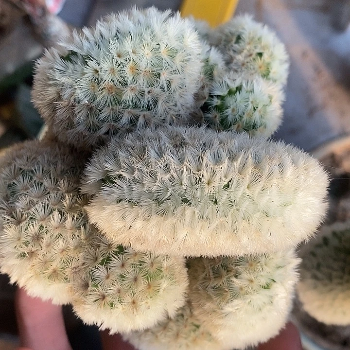 三角接白刺嘉文丸