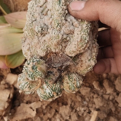 兜花园兜母本无根