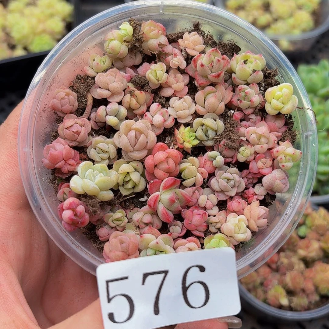 多肉植物多肉植物576