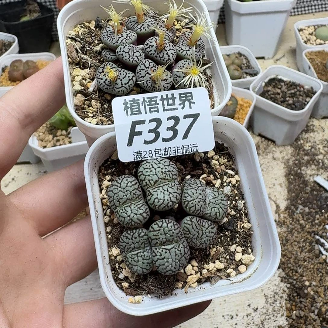 多肉植物的润泽fb